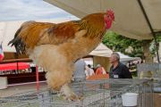 FOIRE-5 coq